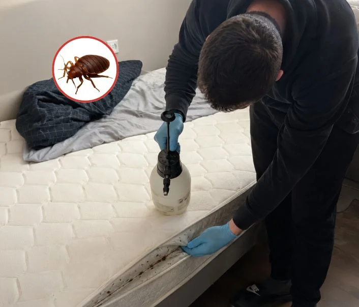 Technicien traitant un matelas contre les punaises de lit à Longpont-sur-Orge